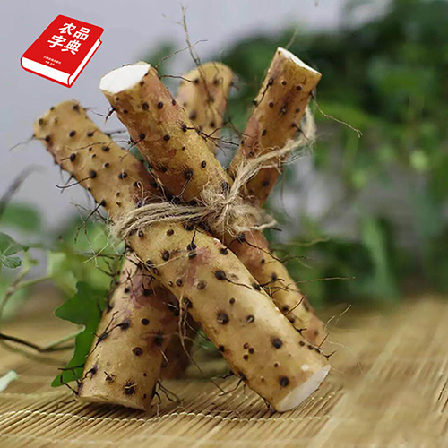 田时传记温县垆土铁棍怀山药